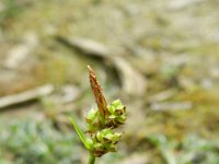 Carex pilulifera 19, Pilzegge, Saxifraga-Rutger Barendse