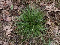 Carex pilulifera 2, Pilzegge, Saxifraga-Ed Stikvoort