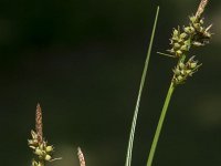 Carex pilulifera 20, Pilzegge, Saxifraga-Willem van Kruijsbergen