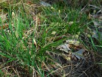 Carex pilulifera 3, Pilzegge, Saxifraga-Ed Stikvoort