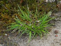 Carex pilulifera 4, Pilzegge, Saxifraga-Ed Stikvoort