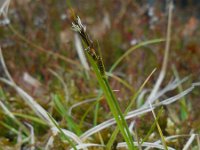 Carex pilulifera 5, Pilzegge, Saxifraga-Ed Stikvoort