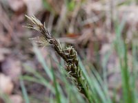 Carex pilulifera 6, Pilzegge, Saxifraga-Ed Stikvoort