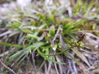 Carex pilulifera 7, Pilzegge, Saxifraga-Ed Stikvoort