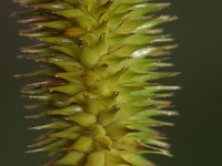 Carex pseudocyperus 3, Hoge cyperzegge, Saxifraga-Rutger Barendse