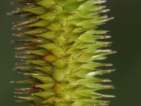 Carex pseudocyperus 4, Hoge cyperzegge, Saxifraga-Rutger Barendse
