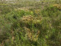 Carex pseudocyperus 8, Hoge cyperzegge, Saxifraga-Hans Boll