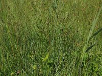 Carex pulicaris 10, Vlozegge, Saxifraga-Hans Boll
