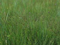 Carex pulicaris 11, Vlozegge, Saxifraga-Hans Boll
