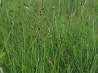 Carex pulicaris 12, Vlozegge, Saxifraga-Hans Boll