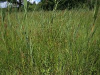 Carex pulicaris 13, Vlozegge, Saxifraga-Hans Boll