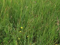 Carex pulicaris 15, Vlozegge, Saxifraga-Hans Boll