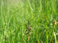 Carex pulicaris 2, Vlozegge, Saxifraga-Jasenka Topic