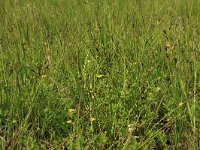 Carex pulicaris 21, Vlozegge, Saxifraga-Hans Boll