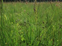 Carex pulicaris 22, Vlozegge, Saxifraga-Hans Boll
