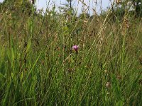 Carex pulicaris 23, Vlozegge, Saxifraga-Hans Boll