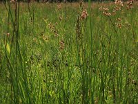 Carex pulicaris 24, Vlozegge, Saxifraga-Hans Boll