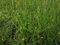 Carex pulicaris 25, Vlozegge, Saxifraga-Hans Boll