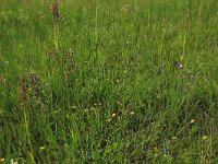 Carex pulicaris 27, Vlozegge, Saxifraga-Hans Boll