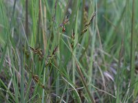 Carex pulicaris 28, Vlozegge, Saxifraga-Rutger Barendse