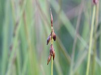 Carex pulicaris 29, Vlozegge, Saxifraga-Rutger Barendse