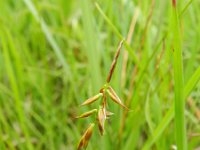 Carex pulicaris 30, Vlozegge, Saxifraga-Rutger Barendse