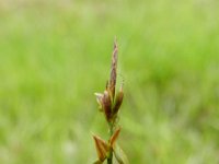 Carex pulicaris 32, Vlozegge, Saxifraga-Rutger Barendse