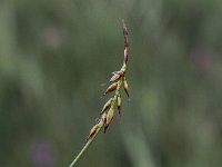Carex pulicaris 4, Vlozegge, Saxifraga-Peter Meininger