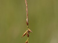 Carex pulicaris 5, Vlozegge, Saxifraga-Bas Klaver