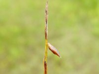 Carex pulicaris 8, Vlozegge, Saxifraga-Rutger Barendse