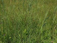 Carex pulicaris 9, Vlozegge, Saxifraga-Hans Boll