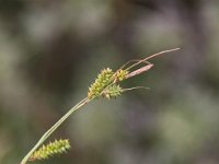 Carex punctata 1, Stippelzegge, Saxifraga-Peter Meininger