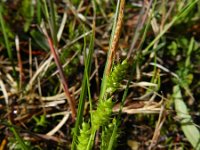 Carex punctata 4, Stippelzegge, Saxifraga-Rutger Barendse