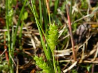 Carex punctata 5, Stippelzegge, Saxifraga-Rutger Barendse
