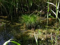 Carex remota 1, IJle zegge, Saxifraga-Peter Meininger
