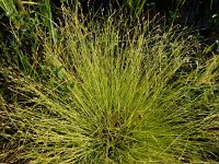 Carex remota 4, IJle zegge, Saxifraga-Peter Meininger