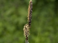 Carex riparia, Pond Sedge