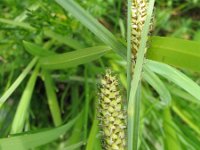 Carex riparia 10, Oeverzegge, Saxifraga-Jasenka Topic