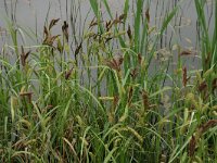 Carex riparia 11, Oeverzegge, Saxifraga-Hans Boll