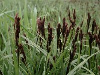 Carex riparia 13, Oeverzegge, Saxifraga-Hans Boll