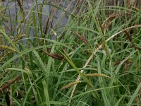 Carex riparia 15, Oeverzegge, Saxifraga-Hans Boll