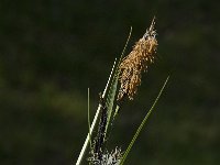 Carex riparia 16, Oeverzegge, Saxifraga-Jan van der Straaten