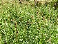 Carex riparia 18, Oeverzegge, Saxifraga-Rutger Barendse