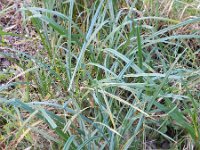 Carex riparia 19, Oeverzegge, Saxifraga-Rutger Barendse