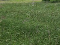 Carex riparia 23, Oeverzegge, Saxifraga-Hans Boll
