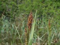 Carex riparia 26, Oeverzegge, Saxifraga-Jeroen Willemsen