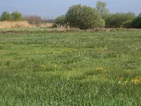 Carex riparia 27, Oeverzegge, Saxifraga-Hans Boll