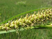 Carex riparia 6, Oeverzegge, Saxifraga-Jasenka Topic