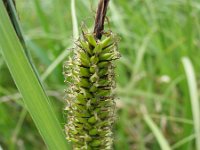 Carex riparia 7, Oeverzegge, Saxifraga-Jasenka Topic
