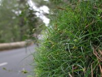 Carex rorulenta 2, Saxifraga-Rutger Barendse